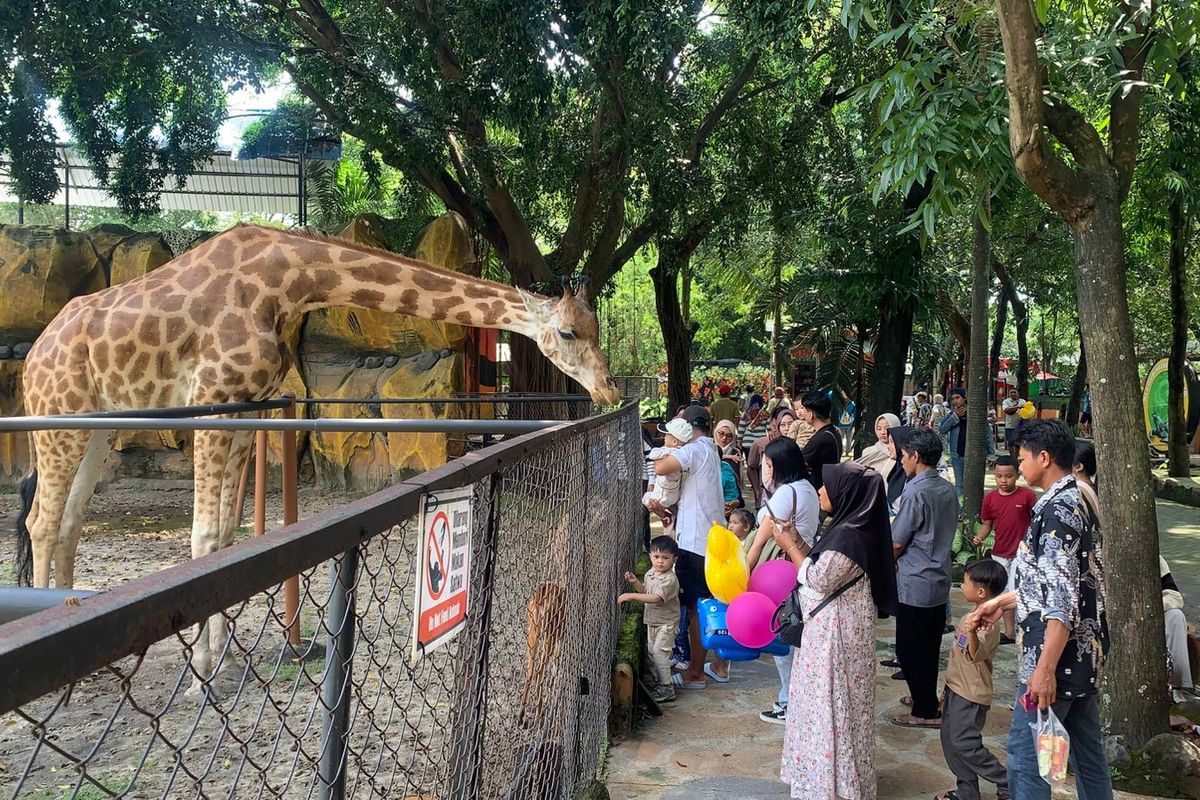 kebun binatang, anak-anak, parade satwa, Kebun Binatang Surabaya, Akhir Libur Lebaran, Nikmati Parade Satwa dan Interaksi Edukatif di Kebun Binatang