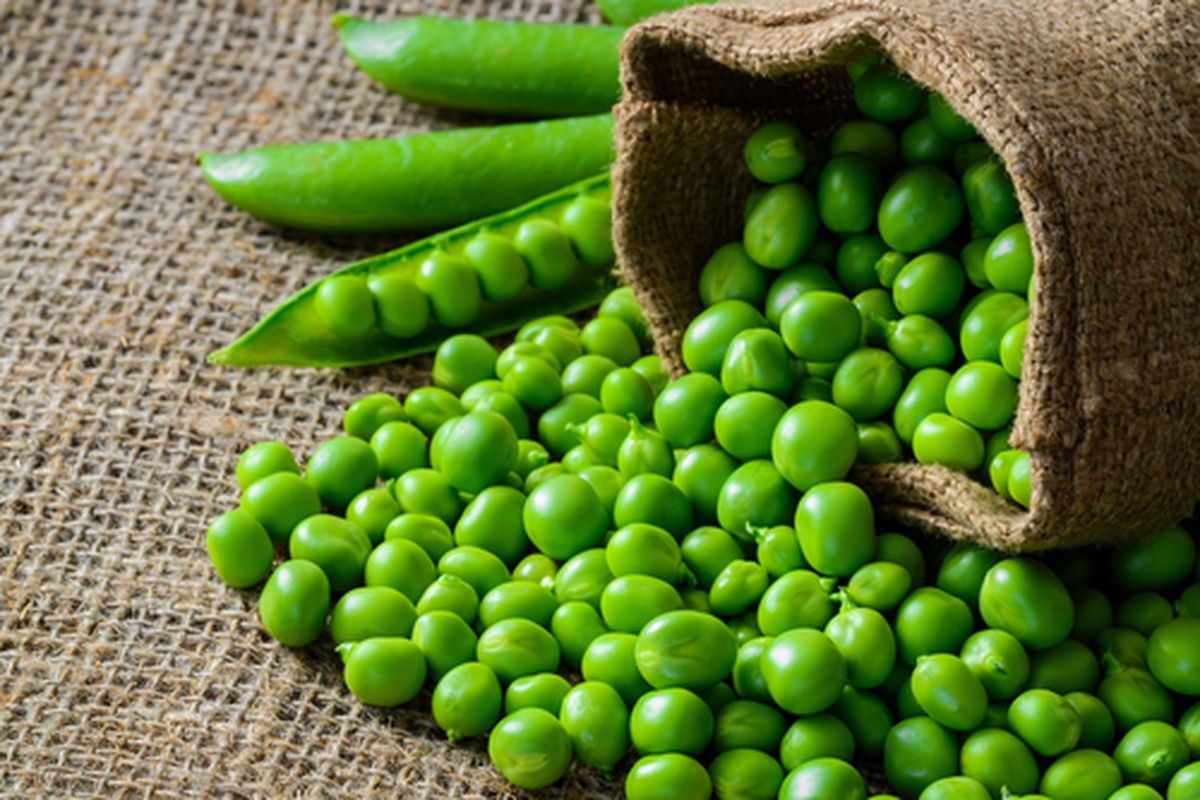 kacang polong, Kacang polong, manfaat kacang polong, manfaat kacang polong untuk kesehatan, 10 Manfaat Kesehatan dari Kacang Polong, 1. Sumber protein nabati, 2. Sumber zat besi untuk vegan, 3. Mengandung antioksidan, 4. Membantu mengontrol gula darah, 5. Mendukung kesehatan pencernaan, 6. Menjaga kesehatan jantung, 7. Membantu menyeimbangkan kolesterol, 8. Berpotensi melindungi dari kanker, 9. Melindungi kesehatan mata, 10. Mendukung sistem imun