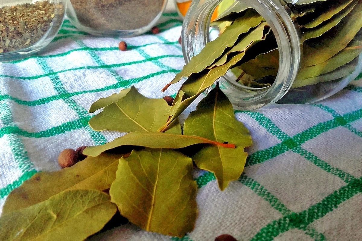 Daun salam, kolesterol tinggi, Daun Salam, daun salam, rebusan daun salam, Rebusan daun salam, manfaat daun salam, cara mengolah daun salam, daun salam untuk kolesterol, minuman daun salam, daun salam untuk kolesterol dan asam urat, daun salam untuk menurunkan kolesterol, cara merebus daun salam untuk menurunkan kolesterol, 3 Cara Mengolah Daun Salam untuk Menurunkan Kolesterol, Cukup Direbus!