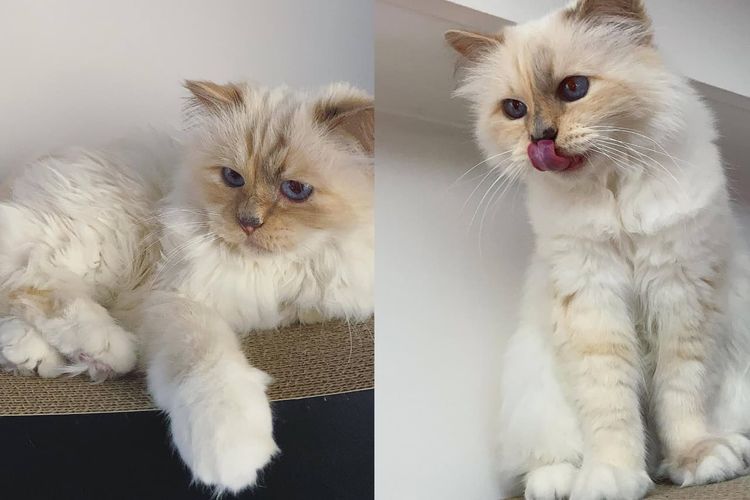 Choupette, Fendi, Kisah Choupette, Kucing Karl Lagerfeld yang Dapat Warisan Triliunan Rupiah