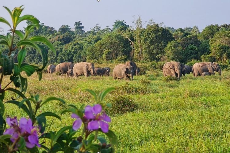 Taman Nasional, Menteri Kehutanan, Raja Juli Antoni, Taman Nasional Komodo, Kementerian Kehutanan, Menhut Raja Juli Bentuk Satgas, Urus Tata Kelola Tiket Taman Nasional
