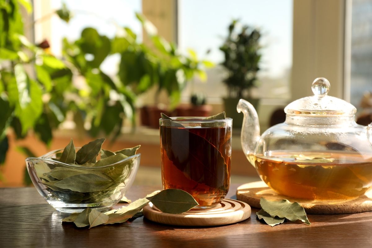 daun salam, asam urat, cara mengolah daun salam, Asam Urat, Cara mengolah daun salam, obat asam urat, minuman asam urat, Cara Mengolah Daun Salam untuk Obati Asam Urat, Pakai 3 Bahan