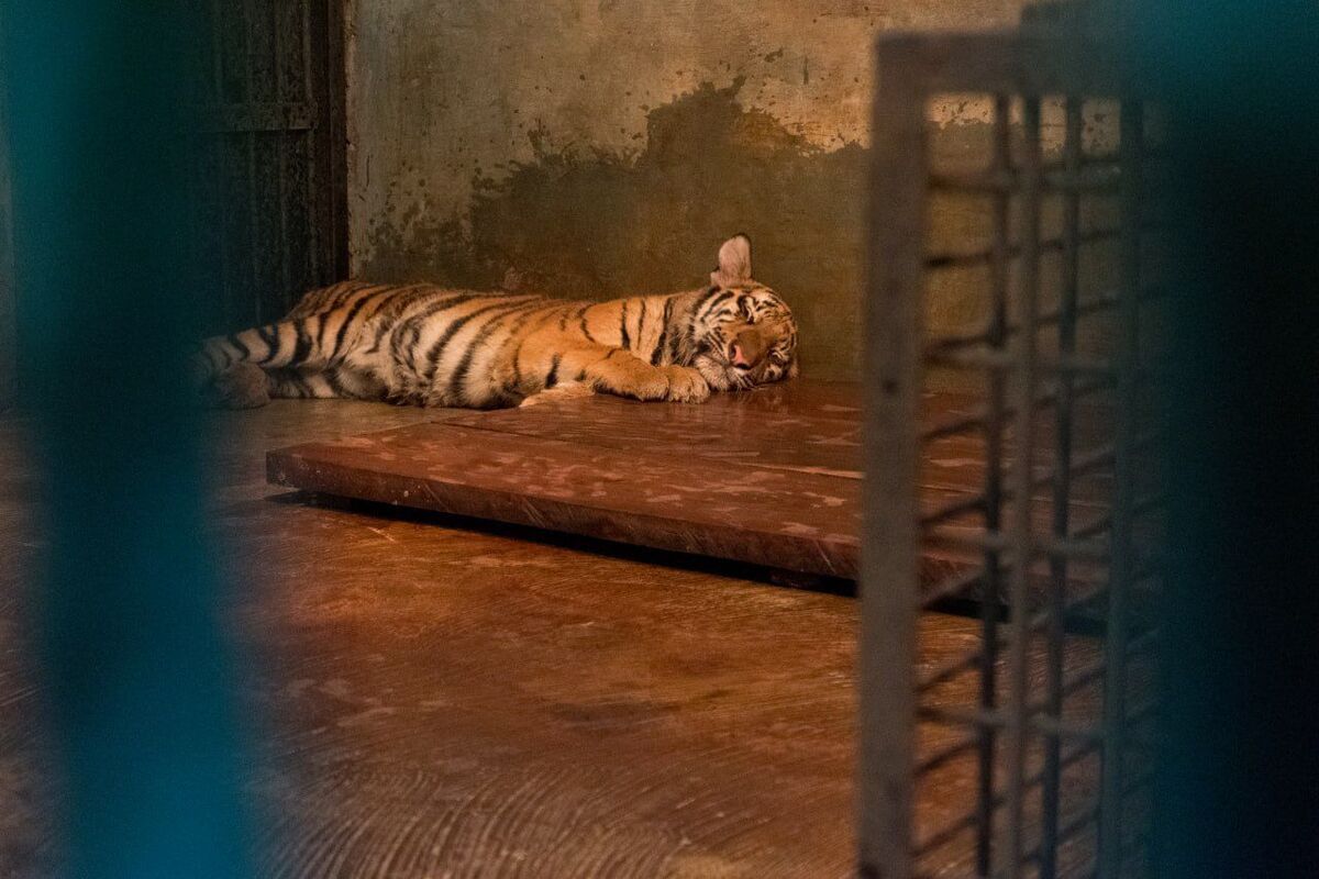 Bandung Zoo, Huru dan Hara Anak Harimau Benggala Mati dalam 2 Hari Beruntun di Bandung Zoo, Ini Penyebabnya, Apa penyebab kematian dua anak harimau ini?, Mengapa kematian terjadi dalam waktu berdekatan?, Apa itu virus panleukopenia?, Apa langkah evaluasi yang akan dilakukan?, Bagaimana peran kebun binatang dalam konservasi?, Satwa apa saja yang menjadi fokus ke depan?