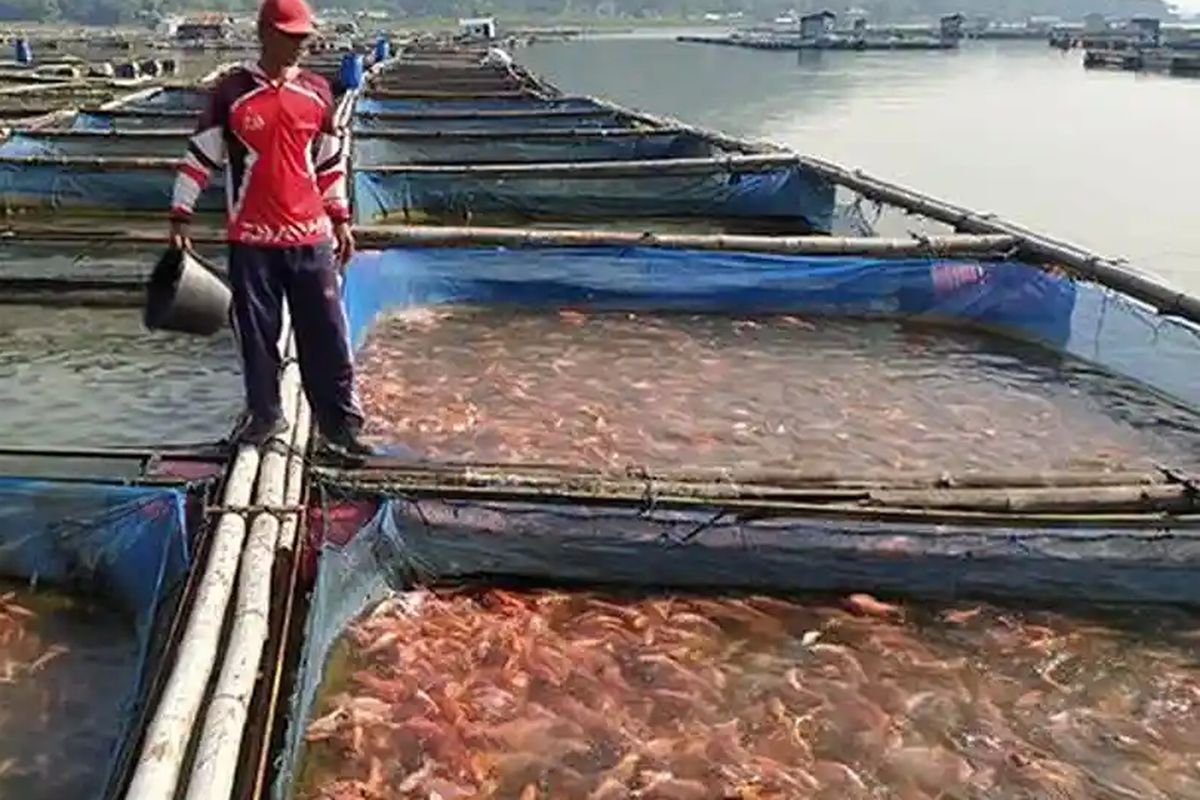 ikan nila, Berkah Petani Ikan di Waduk Gajah Mungkur, 1,5 Ton Nila Diborong untuk Malam Tahun Baru 2026