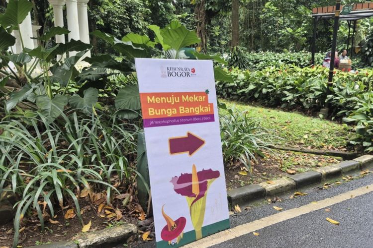 bunga bangkai, Kebun Raya Bogor, Bunga Bangkai Raksasa di Kebun Raya Bogor Diprediksi Mekar 3 Hari Lagi