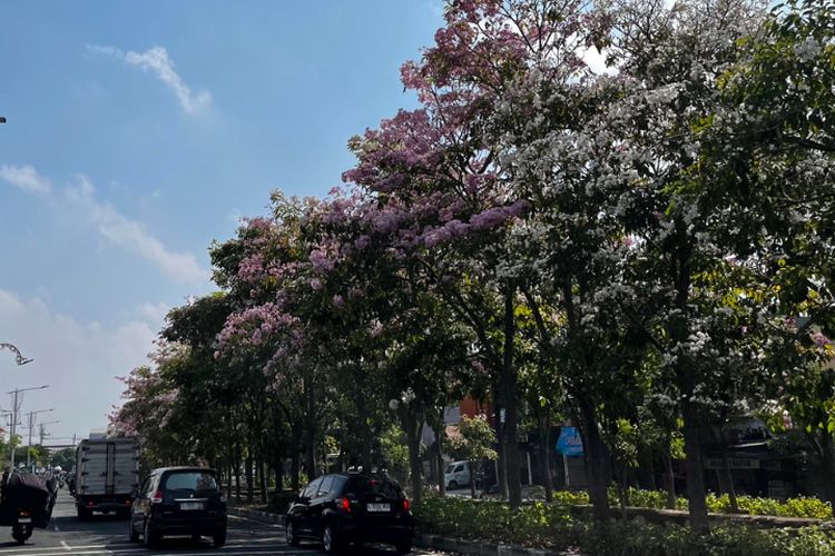bunga tabebuya, Bunga tabebuya bermekaran, bunga tabebuya di surabaya, Surabaya Vibes Jepang karena Bunga Tabebuya Bermekaran, Ternyata Cuma Singkat