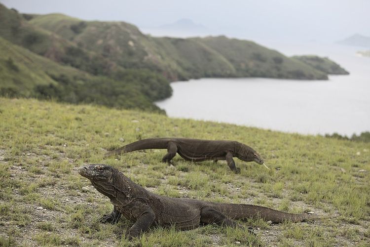 Pulau Padar, Komodo, TN Komodo, overtourism, Taman Nasional Komodo Jadi Tempat Terindah di Dunia 2026, Ahli Ingatkan Risiko Overtourism