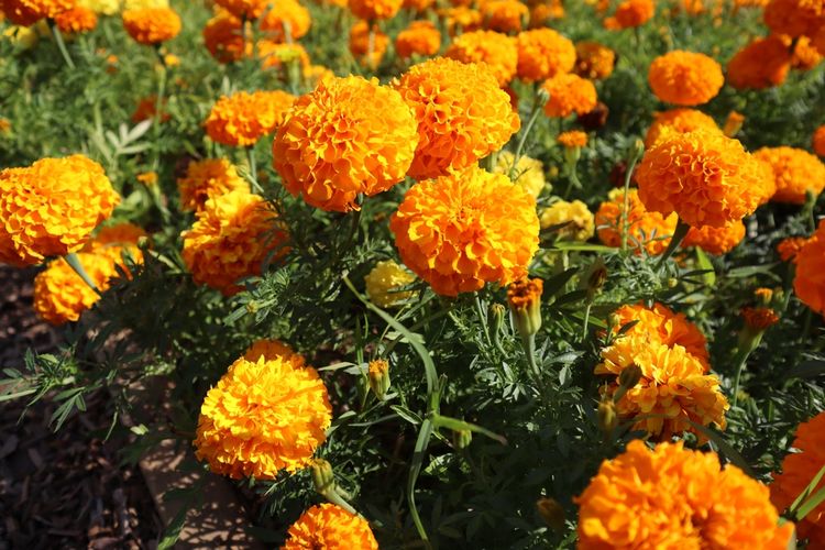 marigold, sumber protein, protein nabati, Bunga Ini Berpotensi Jadi Bahan Makanan Tinggi Protein, Ini Penelitiannya