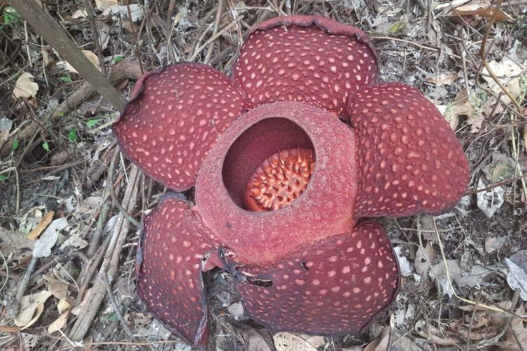 bunga langka, Sumatera Barat, Rafflesia arnoldii, bunga terbesar di dunia, 2 Bunga Bangkai Raksasa yang Langka Mekar di Agam Sumatera Barat