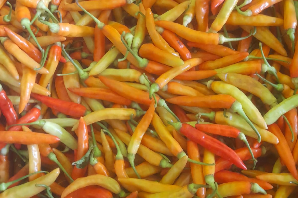 cabai, Kenapa Harus Tabur Garam Sebelum Goreng Cabai? Ini Penjelasannya!, 1. Pastikan cabai benar-benar kering, 2. Iris cabai terlebih dahulu, 3. Gunakan sedikit minyak, 4. Masak dengan api kecil