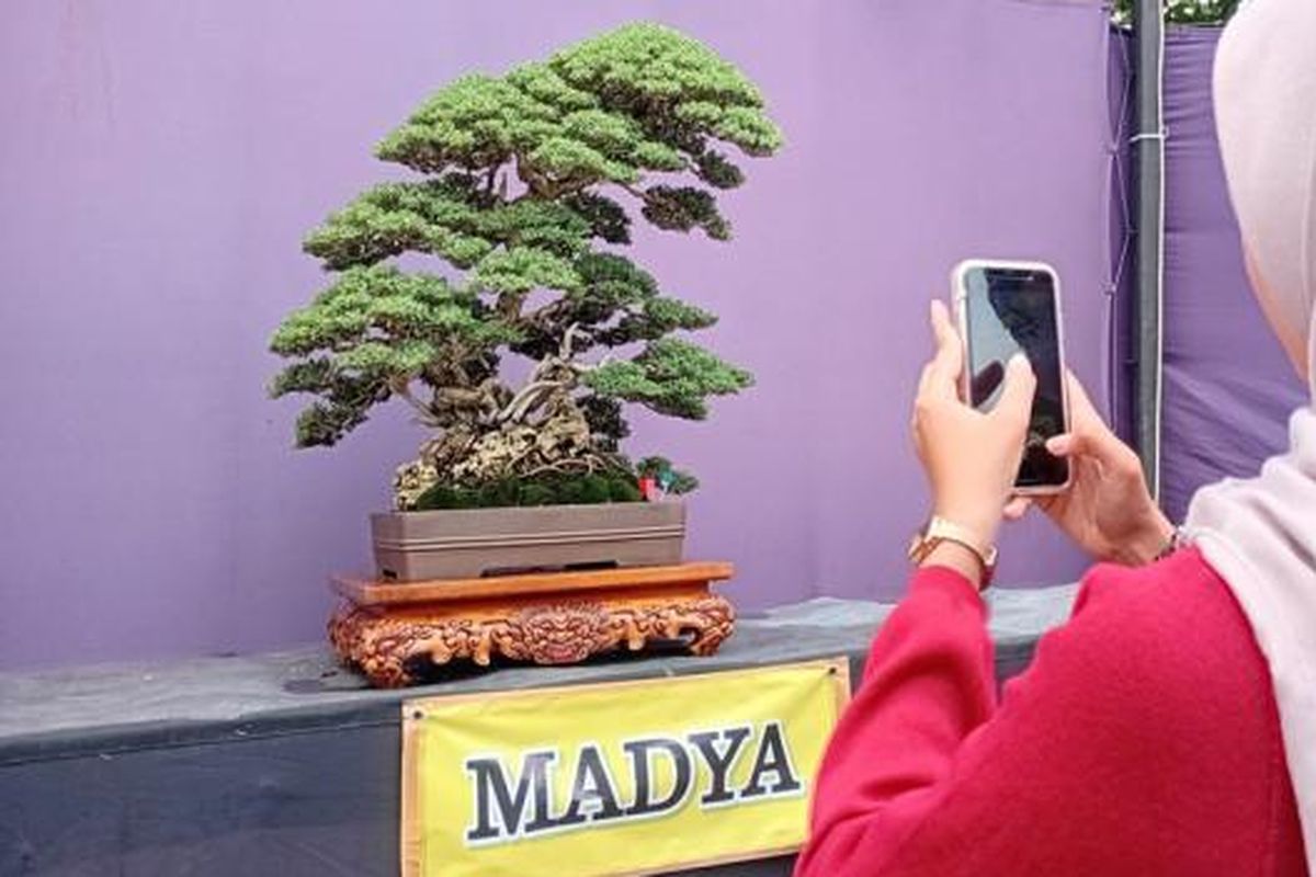 Kudus, bonsai, bonsai Rp 800 juta, bonsai santigi, bonsai santigi Rp 800 juta, pameran bonsai, Ada Bonsai Santigi Rp 800 Juta Dipamerkan di Kudus, Mengapa Nilainya Begitu Fantastis?