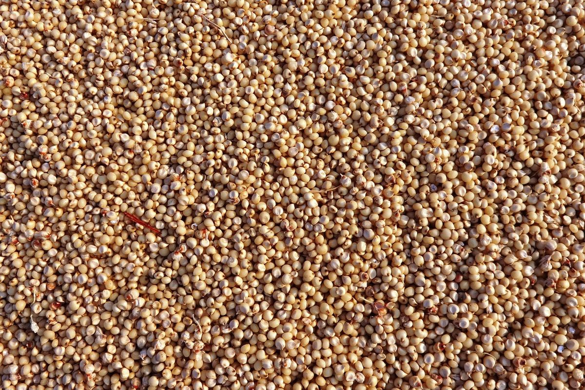 Cara mengolah sorgum, cara memasak sorgum, sorgum dapat diolah menjadi, sorgum itu apa, cara mengolah sorgum menjadi nasi, Cara Mengolah Sorgum ala Chef, Bahan Pangan Pengganti Beras