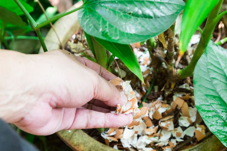 telur, Cangkang telur, 5 Kegunaan Ajaib Cangkang Telur yang Kaya Kalsium di Rumah