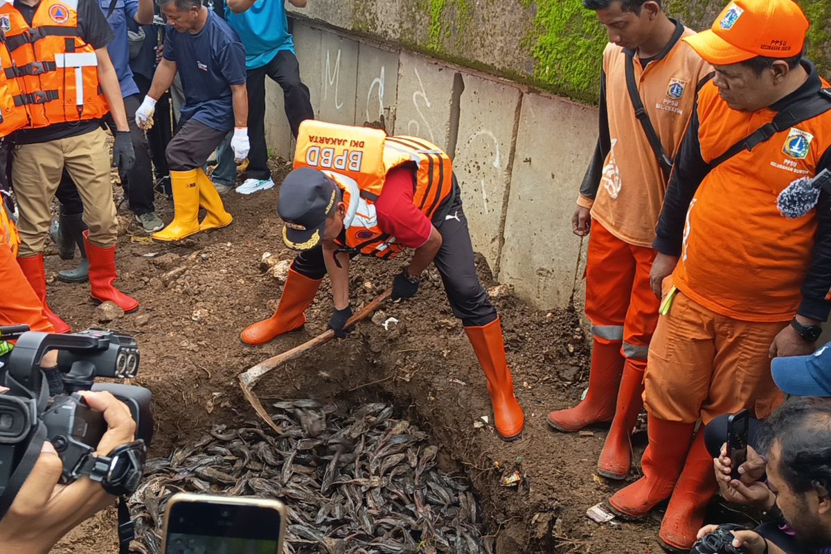 6 Bahaya Makan Ikan Sapu-sapu, Awas Jangan Nekat, 1. Terpapar kontaminasi logam berat, 2. Mengandung limbah kimia dan pestisida, 3. Risiko infeksi parasit, 4. Menyebabkan reaksi alergi, 5. Tekstur daging yang kurang menarik, 6. Potensi keracunan makanan