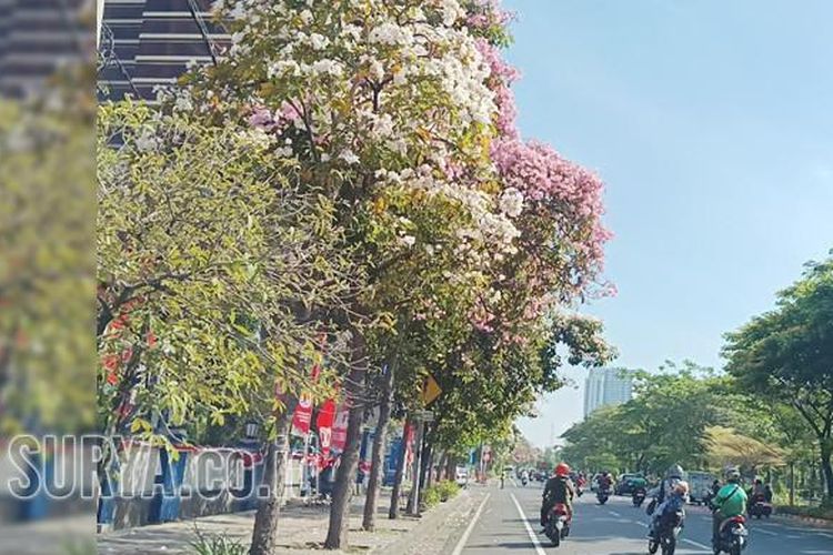 Tabebuya, Tabebuya bermekaran di Surabaya, Bunga tabebuya bermekaran, Surabaya Jadi Vibes Jepang Jepang Saat Bunga Tabebuya Mekar, Ini Lokasi-lokasinya