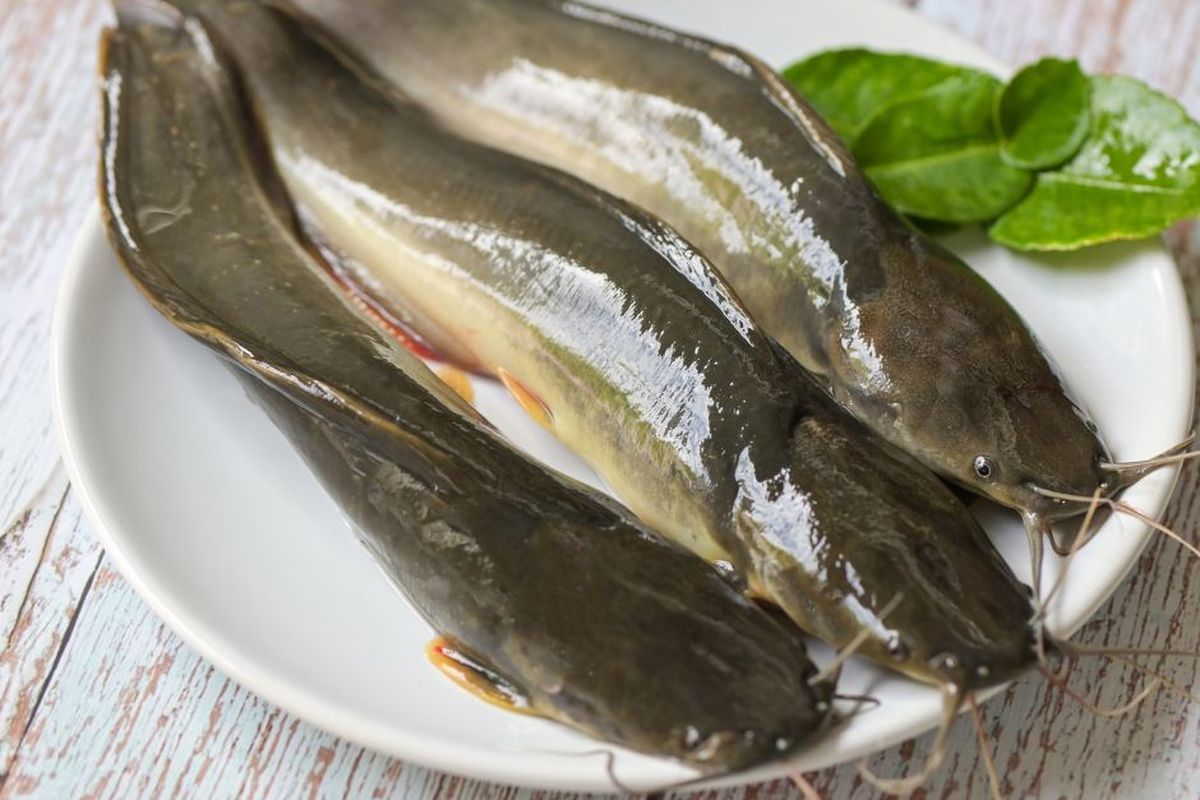 Ikan lele, ikan lele, budidaya ikan lele, budidaya ikan lele rumah lahan sempit, makan ikan lele, pelihara ikan lele dalam ember, Cara Budidaya Lele Buat Rumah Lahan Sempit, Biar Bisa Makan Ikan Setiap Saat