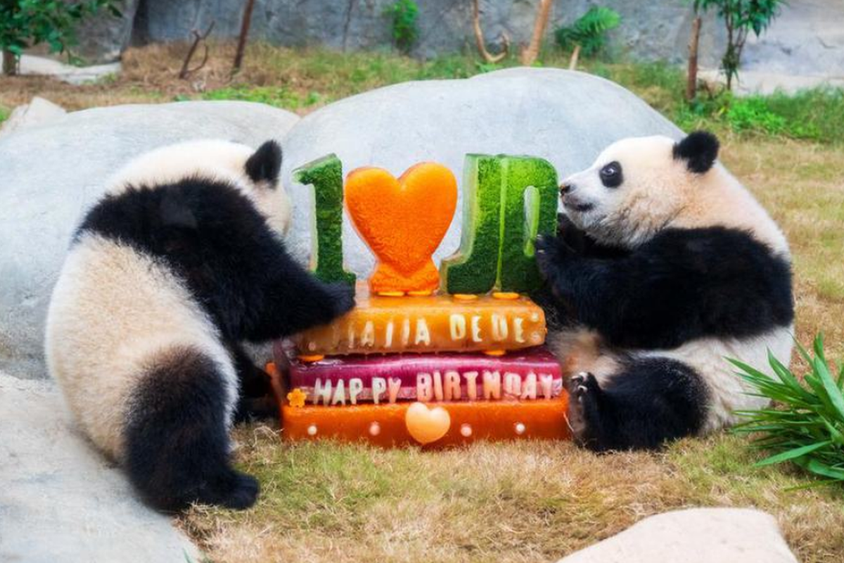 hong kong, panda raksasa, ocean park hong kong, panda ulang tahun, panda ulang tahun diberi kue, Panda Kembar di Hong Kong Ulang Tahun, Dapat Hadiah Kue