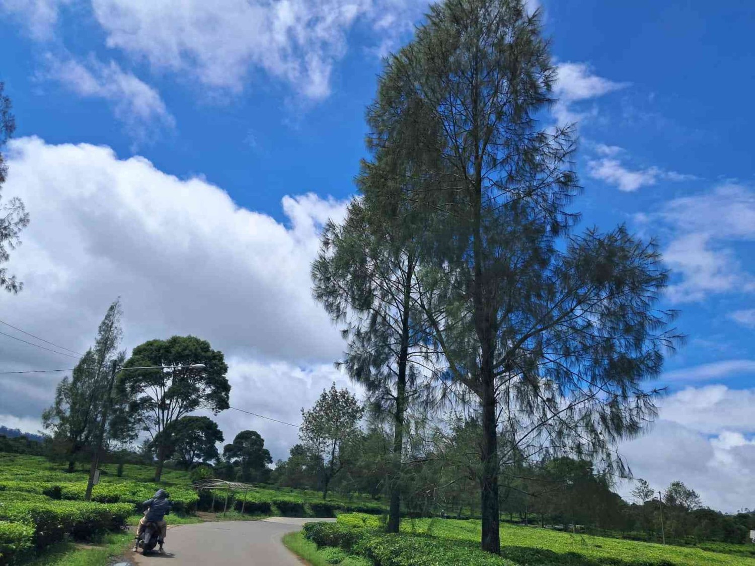 Bandung, Menikmati Keindahan Perkebunan Teh Pangalengan yang Tak Pernah Kehilangan Pesona