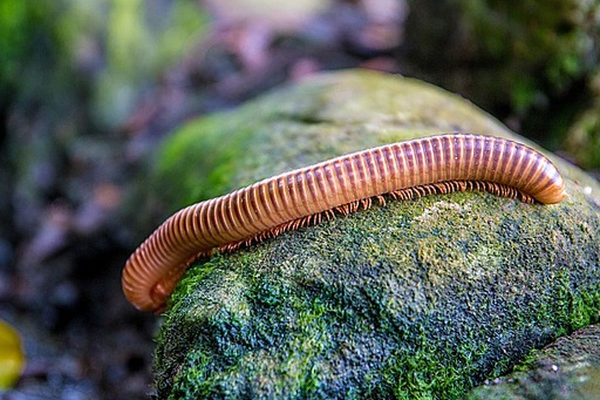 kaki seribu, insektisida, kaki seribu adalah, Cara Alami Atasi Kaki Seribu di Rumah Tanpa Insektisida, Menurut Pakar IPB