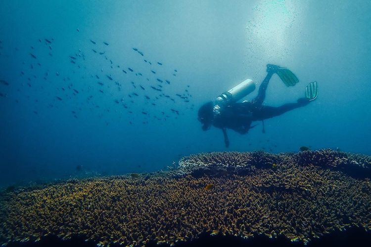 kacamata selam berembun, Solusi kacamata selam berembun, solusi kacamata selam berembun, kenapa kacamata selam berembun, Kacamata Selam Berembun saat Diving? Ini Solusinya