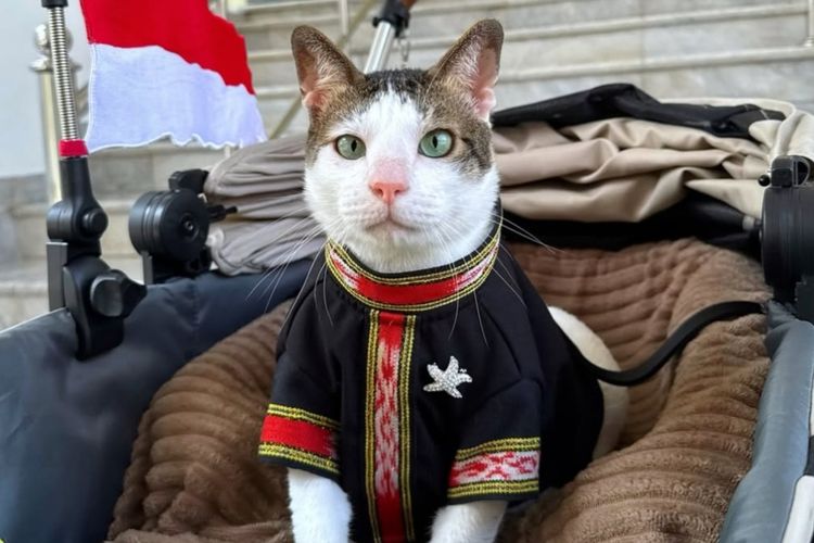 tenun tanimbar, bobby kertanegara kucing prabowo, hut ke 80 ri, bobby kartanegara, gaya bobby kartanegara, kucing motif batik, Bobby Kertanegara, Kucing Kesayangan Presiden Prabowo yang Jadi Ikon Gaya di Istana, Enam Gaya Ikonik Bobby Kertanegara, Bobby Viral karena Dikawal Polisi, Bertemu Tokoh Dunia, Negara Ikut Menjaga Bobby