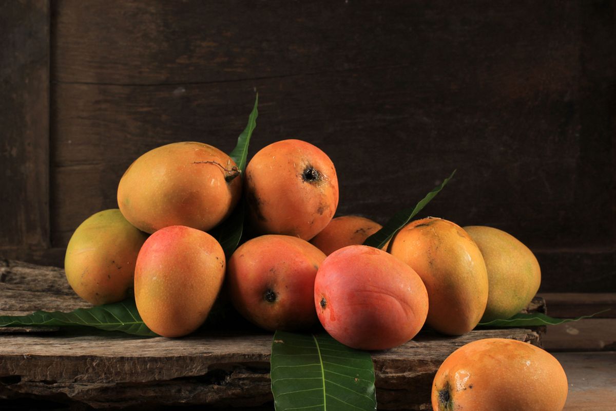 buah mangga, mangga, manfaat mangga muda, fakta menarik mangga, fakta menarik buah mangga, fakta menarik tentang mangga, asal buah mangga, mangga terbesar di dunia, mangga dari India, Asal-usul dan Fakta Menarik Buah Mangga yang Jarang Diketahui, Ternyata Bukan dari Indonesia, 1. Asal-usul Buah Mangga dari India, 2. Ada Varietas Mangga Berwarna Ungu, 3. Mangga Mengandung Lebih Banyak Vitamin C daripada Jeruk, 4. Tanaman Mangga Bisa Menjadi Racun jika Tidak Hati-hati, 5. Mangga Muda Jadi Favorit Ibu Hamil, 6. Mangga Terbesar di Dunia Berasal dari Filipina