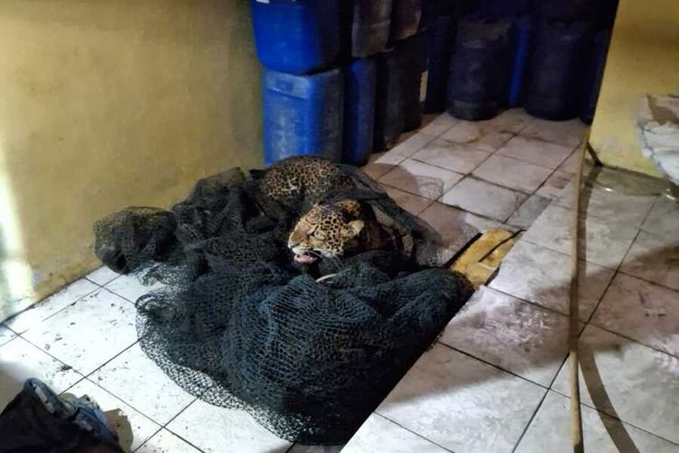 BBKSDA Jawa Barat, BBKSDA Jabar, Warga Bandung Berhasil Amankan Macan Tutul, BBKSDA Bawa ke Konservasi Cikembulan Garut, Mengapa macan tutul dievakuasi ke lembaga konservasi?, Bagaimana peran masyarakat dalam proses pengamanan?, Bagaimana kronologi penemuan macan tutul di permukiman?, Apakah ada warga yang menjadi korban?