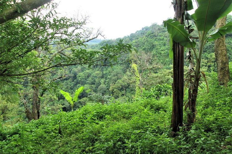 Darien Gap, Darien Gap adalah, darien gap, darien gap adalah, Darien Gap, Celah Mematikan di Jalan Raya Terpanjang Dunia, Darien Gap, medan mematikan dan penuh tantangan, Hutan penuh ancaman alam, Sarang kartel dan gerilyawan, Jalur migrasi modern yang mengerikan, Kenapa tidak dibangun jalan di Darien Gap?