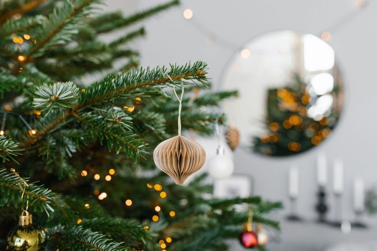 Asal-usul pohon Natal, Sejarah Tradisi Pohon Natal, Mengapa Menggunakan Pohon Cemara?