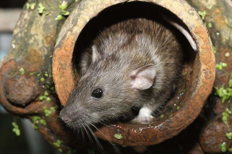 tikus, racun tikus, mengusir tikus, dosen UGM, cara mengusir tikus, 5 Cara Efektif Mengusir Tikus dari Rumah Tanpa Racun, Rekomendasi Dosen UGM, 1. Tutup Semua Celah dengan Kawat atau Jala Halus, 2. Pelihara Hewan Predator Alami, 3. Gunakan Bau-Bauan Menyengat, 4. Jaga Dapur Tetap Bersih Setiap Malam, 5. Gunakan Minyak Peppermint