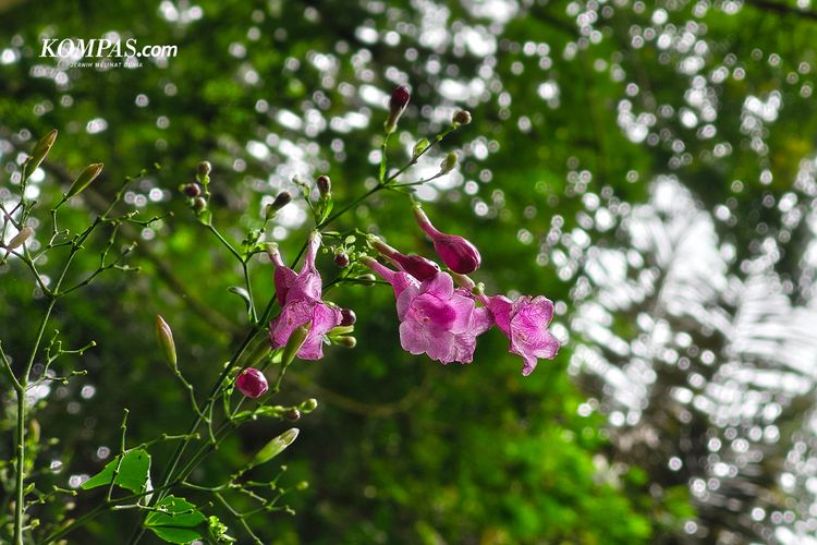Camon 50 Pro 5G, Smartphone, Tecno Camon 50 Pro 5G, hasil foto, Memotret Alam Bogor dengan Tecno Camon 50 Pro 5G, Zoom Jadi Andalan