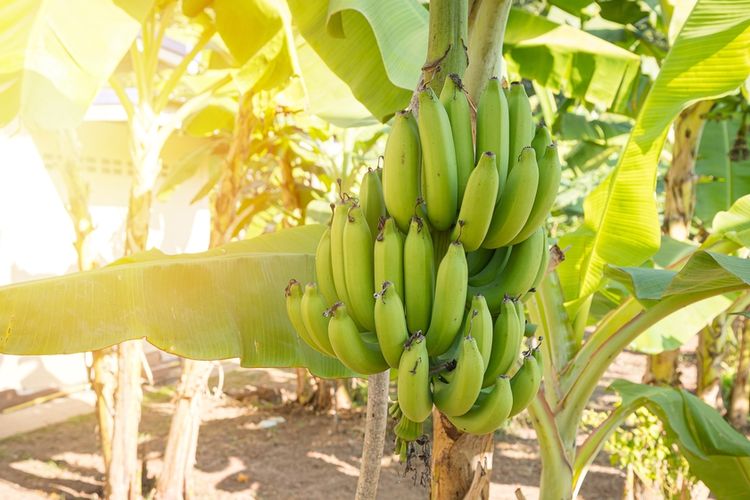warna pisang, Warna Pisang Menentukan Rasa dan Gizinya, Mana yang Paling Baik?