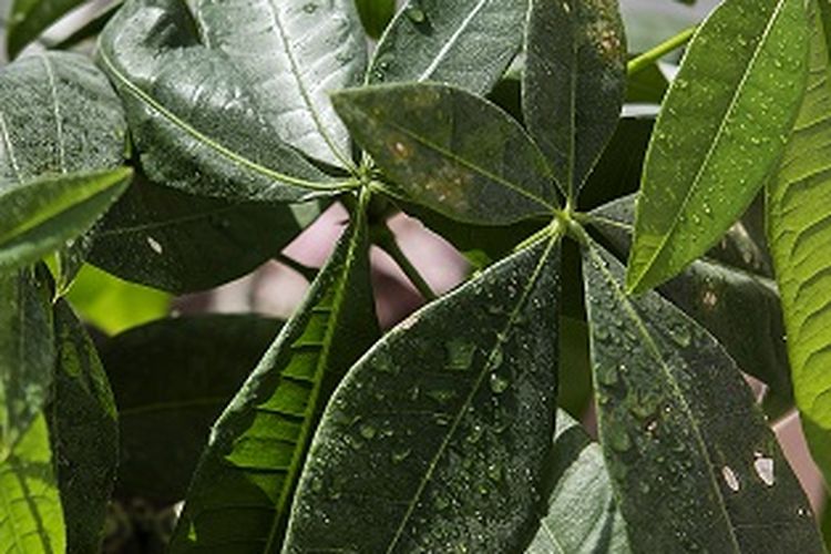 Daun singkong rebus, merebus daun singkong agar empuk, 5 Tips Merebus Daun Singkong agar Empuk dan Warnanya Hijau Segar, 1. Pilih daun singkong yang masih muda, 2. Rebus dalam air yang sudah mendidih, 3. Tambahkan baking powder, 4. Jangan menutup panci saat merebus, 5. Gunakan panci presto