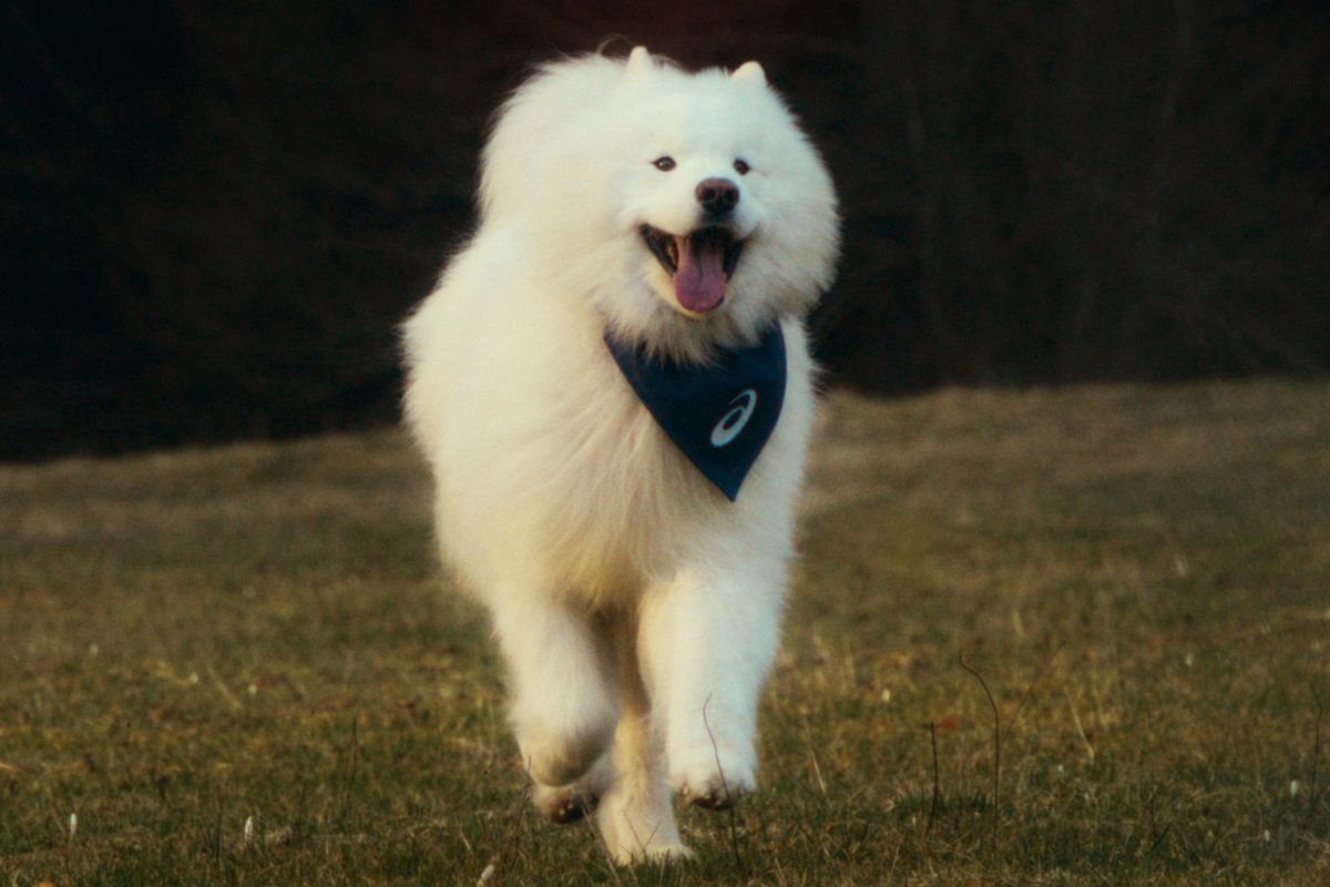 ASICS, Felix the Samoyed, anjing Samoyed, felix the samoyed, asics brand ambassador, felix the samoyed jadi brand ambassador Asics, Bukan Selebriti, ASICS Pilih Anjing Felix the Samoyed Jadi Brand Ambassador