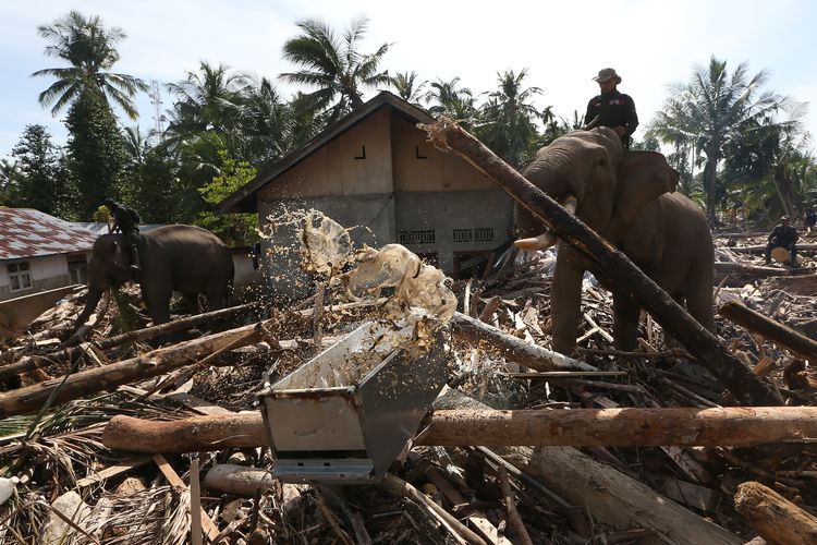 gajah, Pidie Jaya, pidie jaya, BKSDA Aceh, gajah bantu evakuasi di Pidie Jaya, gajah bantu evakuasi bencana, gajah bantu evakuasi bencana di aceh, Gajah Abu, Mido, Ajis dan Noni Bantu BKSDA Aceh Bersihkan Puing Kayu di Pidie Jaya
