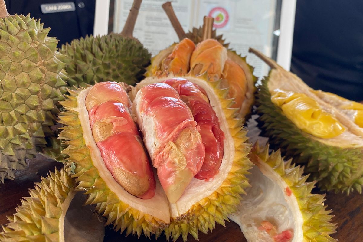 durian merah, Banyuwangi, Durian Kok Merah? Ini Keunikan Durian Merah Banyuwangi yang Kini Dilindugi Negara