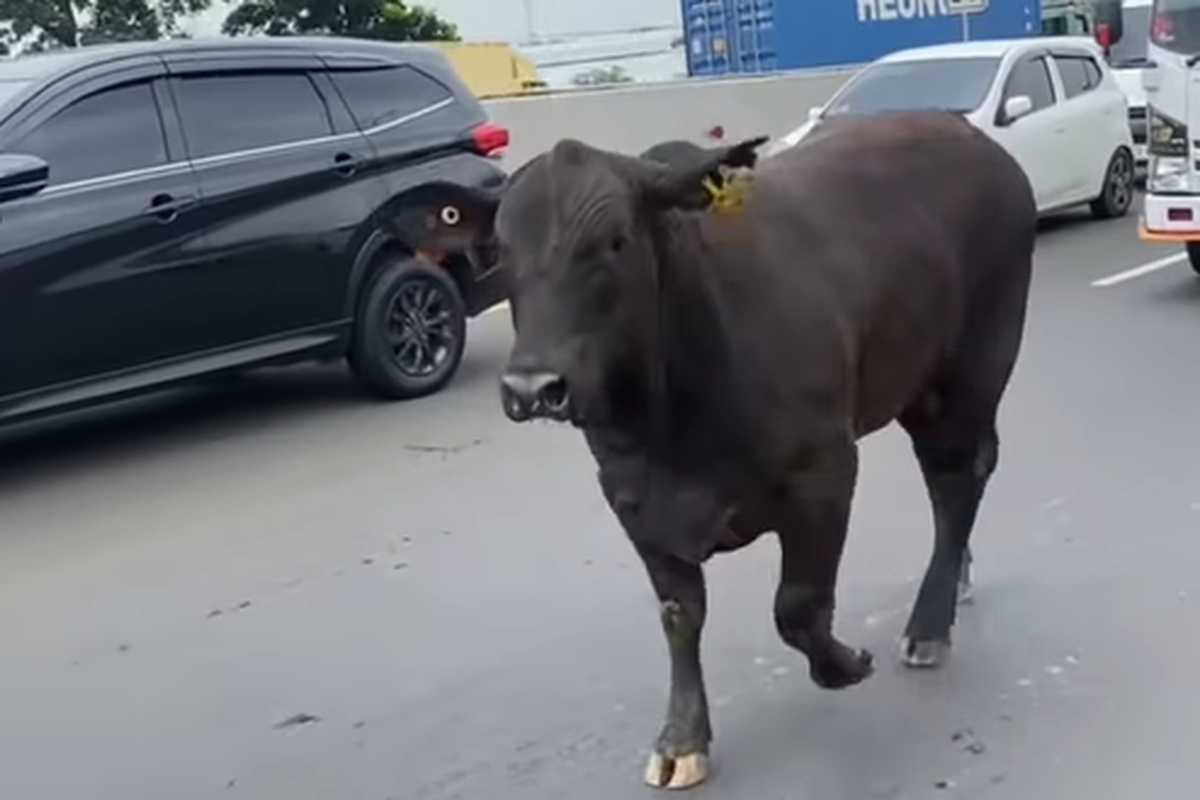 sapi, Jasa Marga, viral, kendaraan bermotor, sapi mengamuk, Dua Ekor Sapi Lepas dan Berkeliaran di Tol Japek, Begini Kronologinya