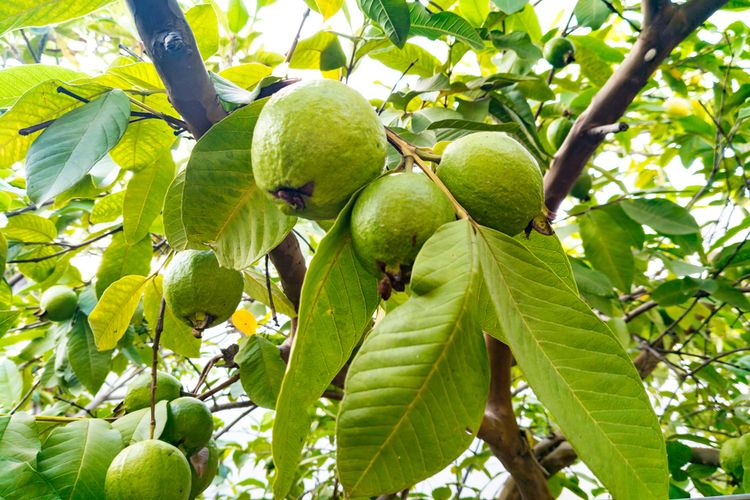 Jengkol, cara hilangkan bau jengkol, Cara Hilangkan Bau dan Rasa Pahit Jengkol, cara hilangkan pahit jengkol, Cara Hilangkan Bau dan Rasa Pahit Jengkol, Makin Nikmat Dikonsumsi, Menggunakan daun salam, Rendam dengan air kapur sirih, Rebus dengan air kapur sirih, Rebus dengan abu gosok, Menggunakan daun jeruk, Rebus dengan daun jambu biji dan daun teh