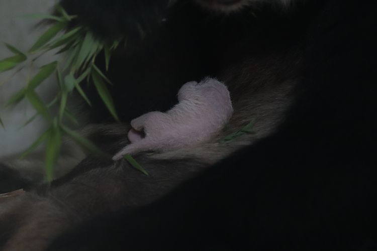 panda, Bayi panda lahir di Taman Safari Indonesia, Bayi Panda Lahir di Taman Safari Bogor, Dinamai Satrio oleh Prabowo, Hasil kolaborasi panjang Indonesia–China, Proses reproduksi berbasis sains yang sangat ketat, Perkembangan bayi panda, stabil dan dipantau 24 jam, Dinamai Satrio oleh Presiden Prabowo