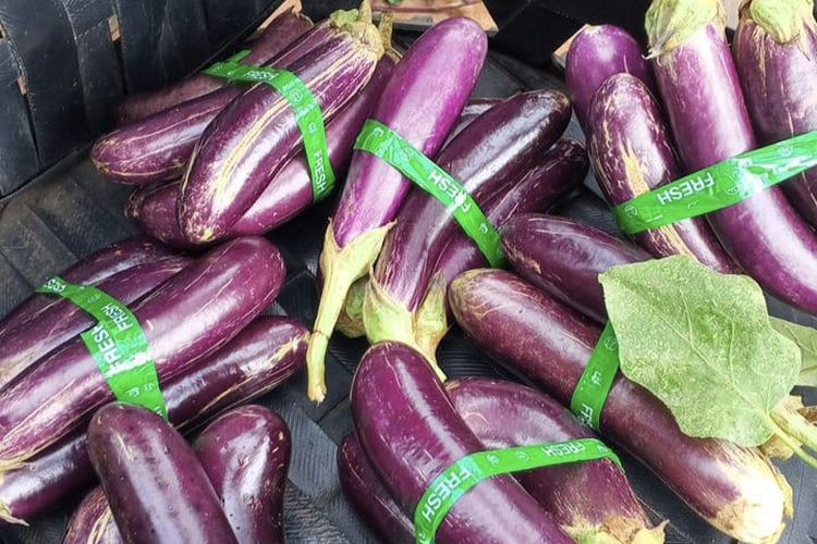 terong, terong daging cincang, Terong Ternyata Bisa Dibikin Jadi Masakan Spesial, Ini Resepnya