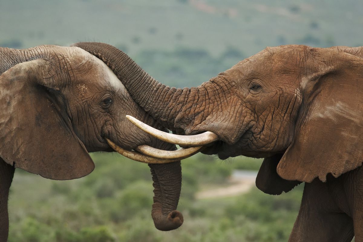 Gajah, Gajah Sumatera, Ironi Gajah Sumatera, Penjaga Ekosistem yang Kini Berstatus Kritis Akibat Konflik dan Perburuan, Peran Vital Sang "Petani Hutan", Gajah dalam Budaya: Legenda Tari Guel Aceh, Konflik Manusia dan Ancaman Pidana, 7 Cara Mencegah Konflik Gajah Tanpa Kekerasan