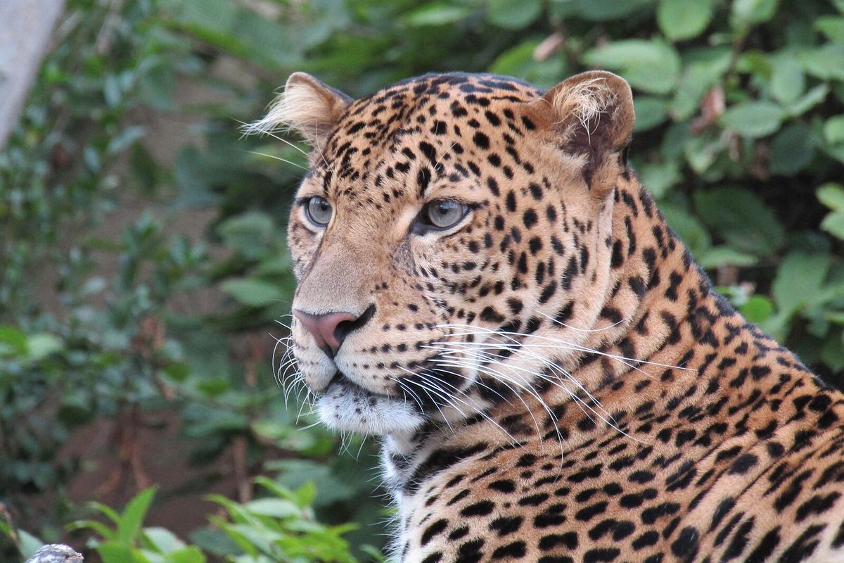 bandung, jawa barat, lembang, macan tutul, Lembang Park & Zoo, macan tutul lembang park zoo, Macan Tutul Kabur, Pencarian Macan Tutul Lembang Park & Zoo Dihentikan, Dipastikan Masuk Hutan Tangkuban Parahu
