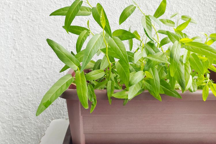 cara menanam kangkung, Cara Menanam Kangkung di Pot, Bisa Panen Kurang dari 30 Hari