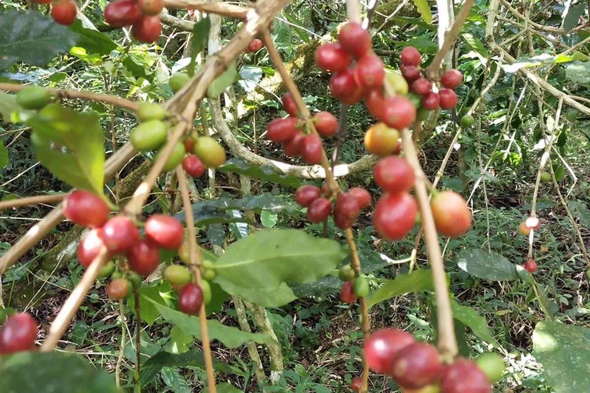 sertifikat kebun kopi berkelanjutan, apa itu rainforest alliance, cara dapat sertifikat rainforest alliance, Cara agar Kebun Kopi Bersertifikasi Berkelanjutan Standar Internasional