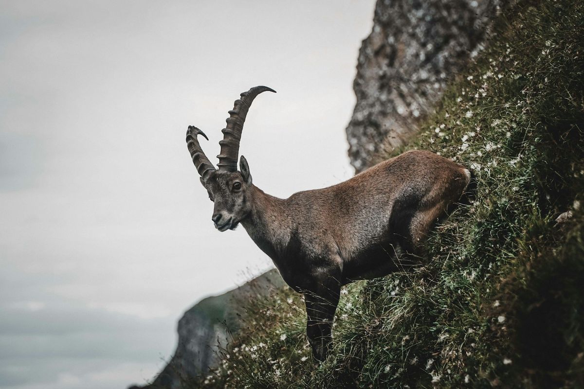zodiak yang paling bijak, Zodiak yang paling bijaksana, zodiak yang bijak, zodiak bijaksana, zodiak yang paling bijaksana, zodiak apa yang paling bijak, 3 Zodiak yang Paling Bijak, Ada Capricorn
