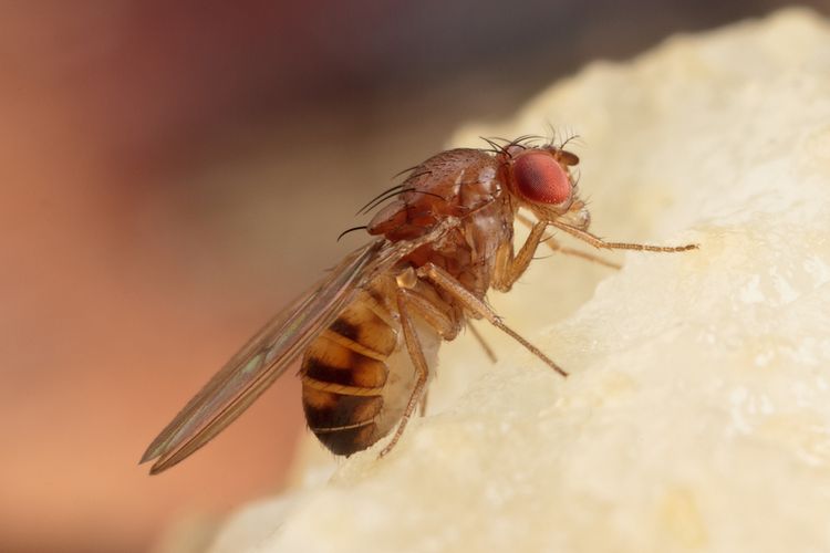 Lalat buah, hama lalat buah, tanaman cabai, Cara Mengatasi Hama Lalat Buah pada Tanaman Cabai, Tak Perlu Pestisida, 1. Lakukan sanitasi Kebun, 2. Pasang perangkap umpan (mass trapping), 3. Gunakan teknik umpan (baiting), 4. Kelola lingkungan tanam, 5. Hindari penggunaan pestisida secara berlebihan