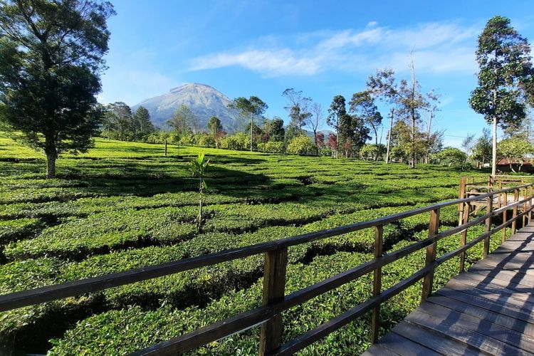 Wonosobo, Wisata Wonosobo, agrowisata tambi wonosobo, Wonderful Indonesia award 2025, Agrowisata Tambi Wonosobo Masuk 6 Besar Wonderful Indonesia Award 2025