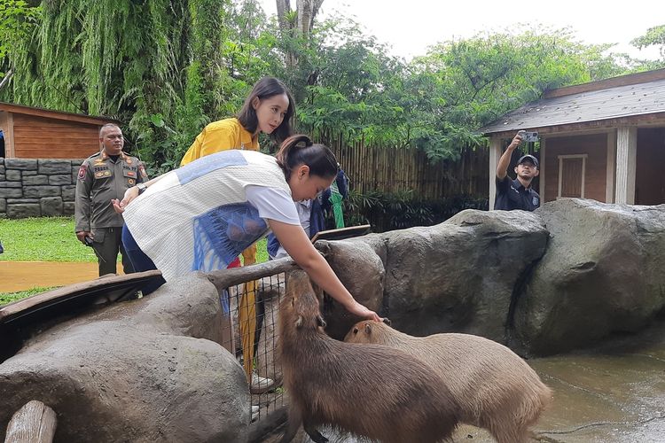 Puncak Bogor, libur Nataru, Puncak Bogor Diprediksi Padat Saat Nataru, Aspek Keselamatan Disorot