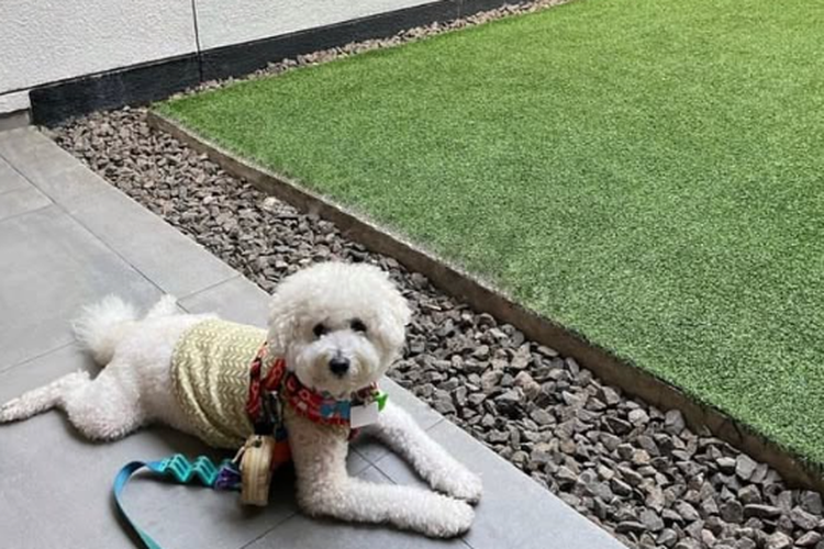 Ngopi Bareng Hewan Peliharaan, Ini 5 Kafe Pet Friendly di Jakarta, 1. Tanatap Coffee Meruya, 2. Six Ounces Coffee, 3. Lazy Boss Coffee and Desserts, 4. C for Cupcakes and Coffee, 5. Kisaku Pasaraya