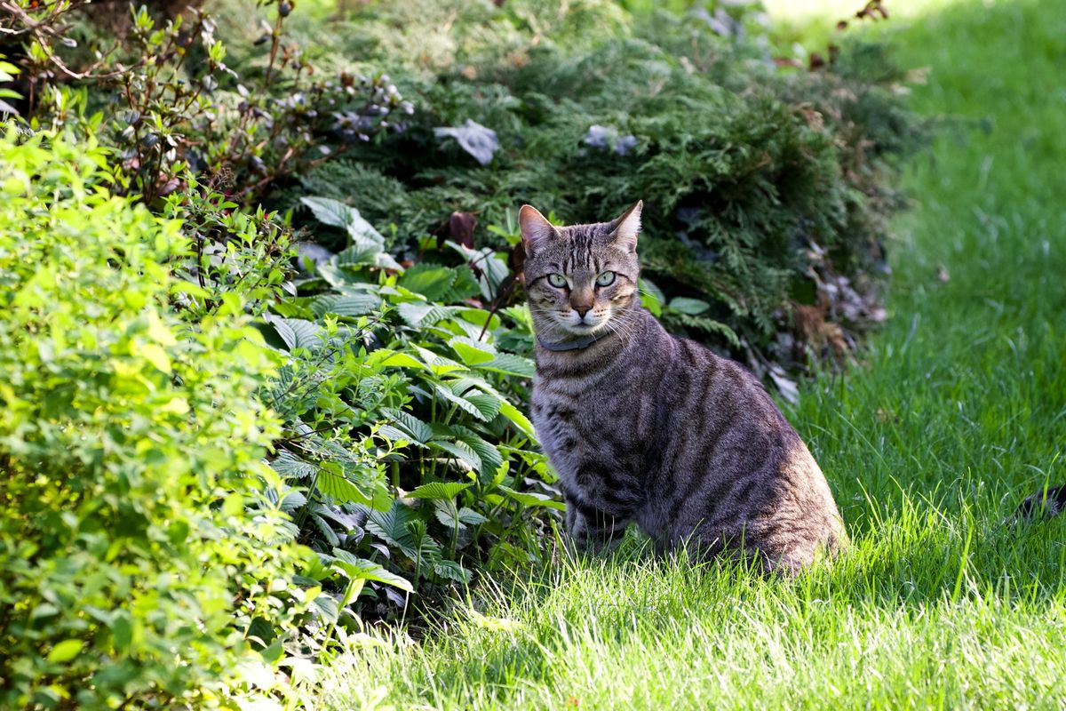 kucing, kucing liar, Selandia Baru, selandia baru, selandia baru musnahkan kucing liar, Selandia Baru Akan Musnahkan Kucing Liar pada 2050, Apa Alasannya?, Masuk Daftar Predator Free 2050, Kucing Liar Dianggap Ancaman Serius, Dampak Ekologis Mengkhawatirkan: Spesies Endemik Berguguran, Didukung Publik dan Organisasi Konservasi, Kucing Peliharaan Tidak Menjadi Target